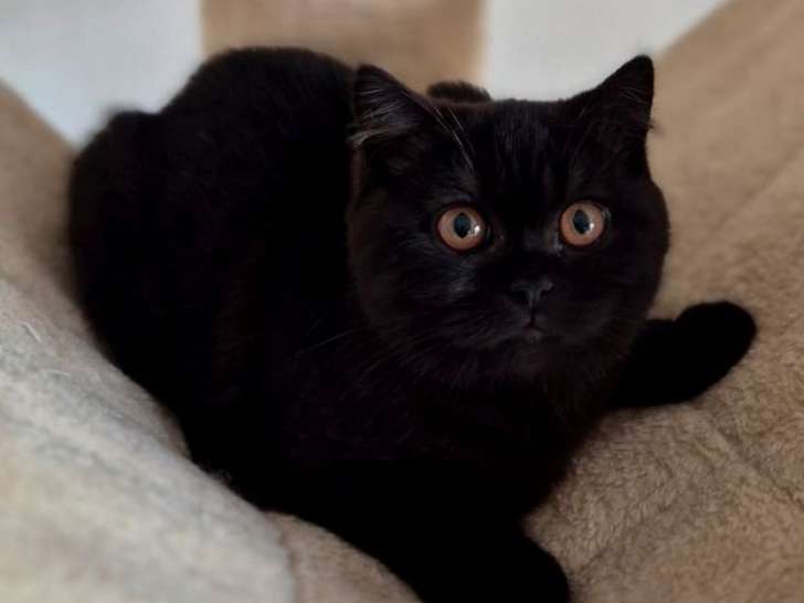 1 chatonne British Shorthair LOOF à vendre, de juin 2025