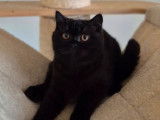 1 chatonne British Shorthair LOOF à vendre, de juin 2025