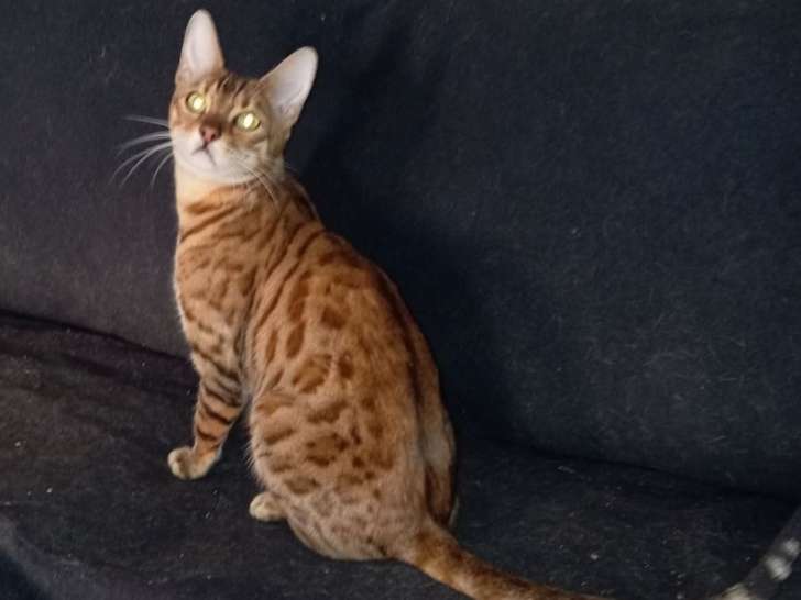 1 chatte Bengal LOOF à vendre, brown tabby adulte de 2019