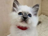 3 chatons Sacrés de Birmanie LOOF à vendre, nés en juillet 2025, 2 femelles et 1 mâle