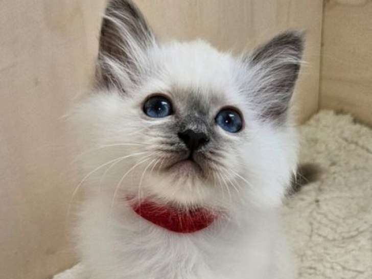 3 chatons Sacrés de Birmanie LOOF à vendre, nés en juillet 2025, 2 femelles et 1 mâle
