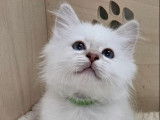3 chatons Sacrés de Birmanie LOOF à vendre, nés en juillet 2025, 2 femelles et 1 mâle
