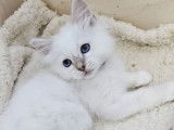 3 chatons Sacrés de Birmanie LOOF à vendre, nés en juillet 2025, 2 femelles et 1 mâle