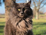 1 chat Maine Coon LOOF à vendre, blue smoke adulte de janvier 2018