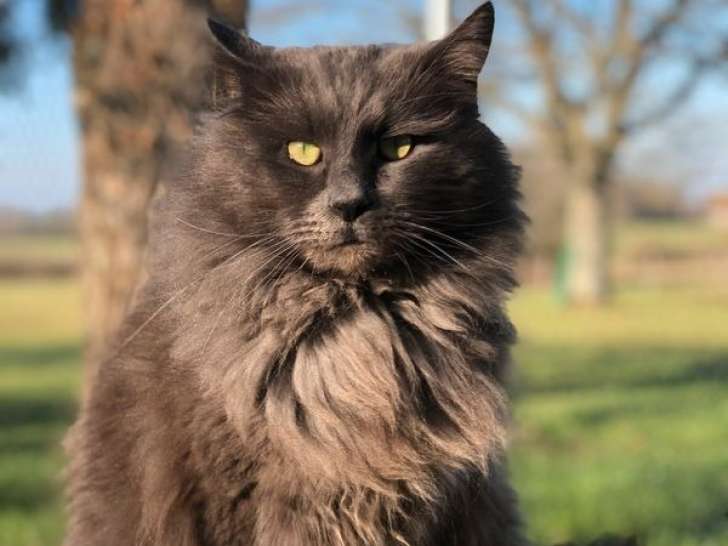 1 chat Maine Coon LOOF à vendre, blue smoke adulte de janvier 2018