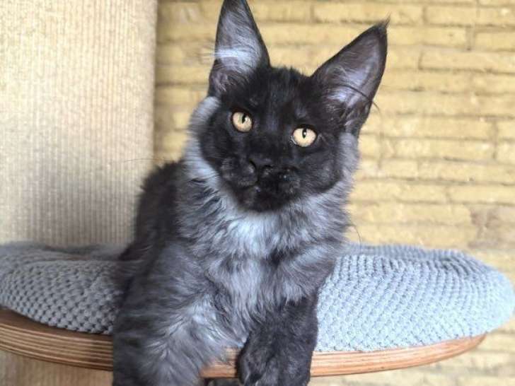 2 chatons Maine Coons LOOF à vendre, mâles de mai 2025