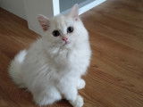minou