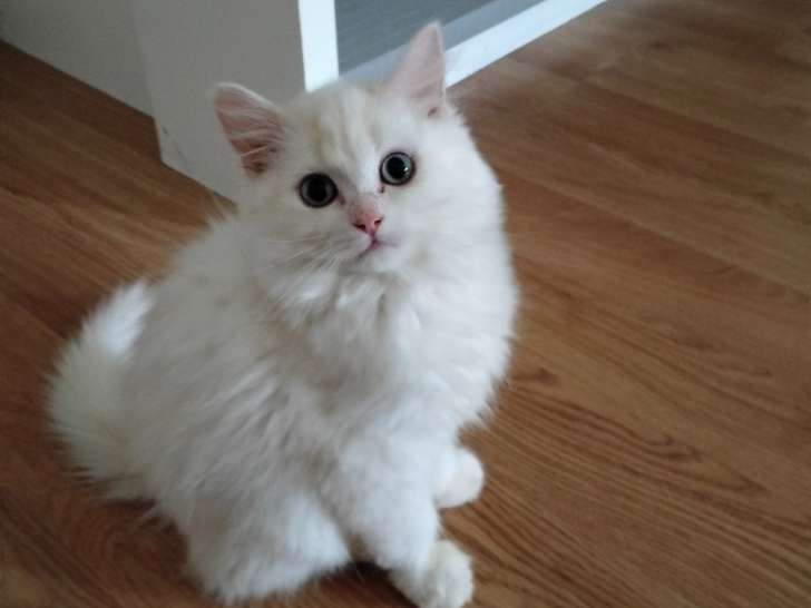 minou
