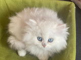 loulou