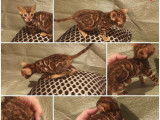 2 chatons Bengals LOOF à vendre, mâles brown rosettes d'août 2025