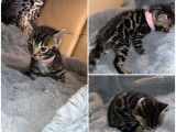 2 chatons Bengals LOOF à vendre, mâles brown rosettes d'août 2025