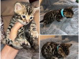 2 chatons Bengals LOOF à vendre, mâles brown rosettes d'août 2025
