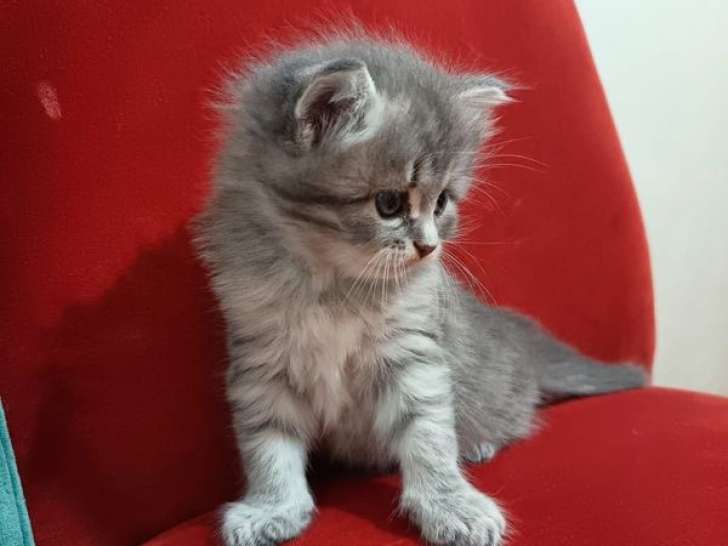 3 chatons Sibériens LOOF à réserver, mâle et femelles d'août 2025