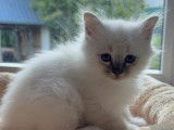 2 chatonnes Sacrés de Birmanie LOOF à réserver,