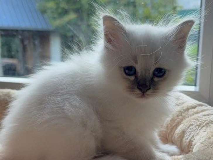 2 chatonnes Sacrés de Birmanie LOOF à réserver,