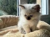 2 chatonnes Sacrés de Birmanie LOOF à réserver,