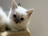 2 chatonnes Sacrés de Birmanie LOOF à réserver,