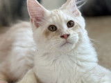1 chaton mâle Maine Coon LOOF à vendre