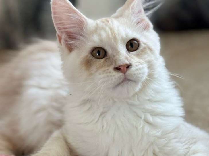 1 chaton mâle Maine Coon LOOF à vendre