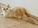 1 chaton mâle Maine Coon LOOF à vendre