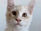 1 chaton mâle Maine Coon LOOF à vendre