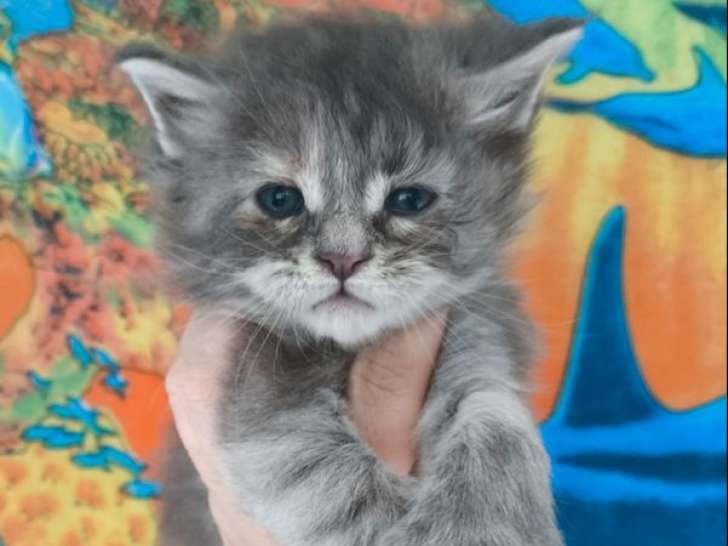 1 chaton Maine Coon LOOF à vendre, femelle crème de septembre 2025