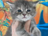 1 chaton Maine Coon LOOF à vendre, femelle crème de septembre 2025