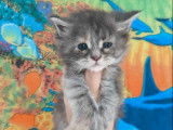 1 chaton Maine Coon LOOF à vendre, femelle crème de septembre 2025