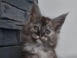 3 chatons Maine Coons à vendre, 2 femelles et 1 mâle d’août 2025, black tortie smoke et red tabby