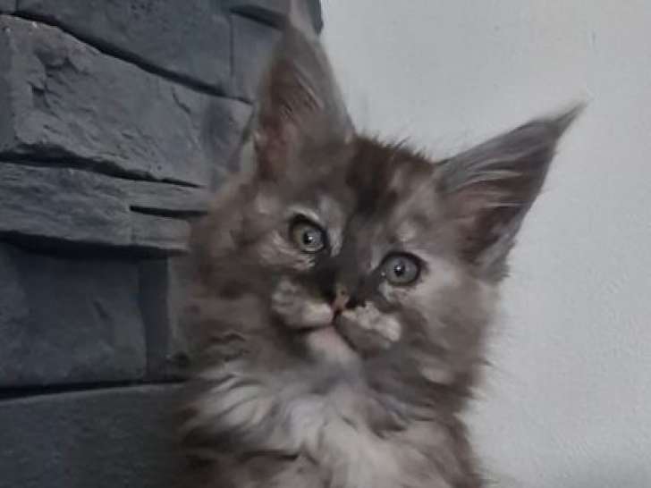 3 chatons Maine Coons à vendre, 2 femelles et 1 mâle d’août 2025, black tortie smoke et red tabby