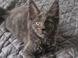 1 chaton Maine Coon à vendre, femelle bleu smoke de juin 2025