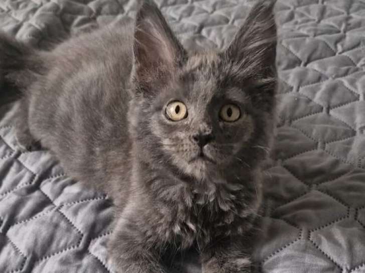 1 chaton Maine Coon à vendre, femelle bleu smoke de juin 2025