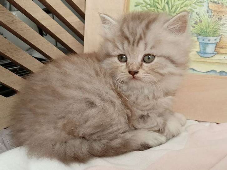 3 chatons British Longhairs LOOF à réserver