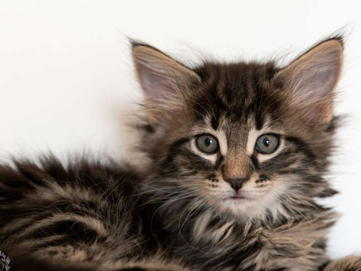 1 chatonne Norvégien LOOF à vendre, brown blotched tabby de juillet 2025