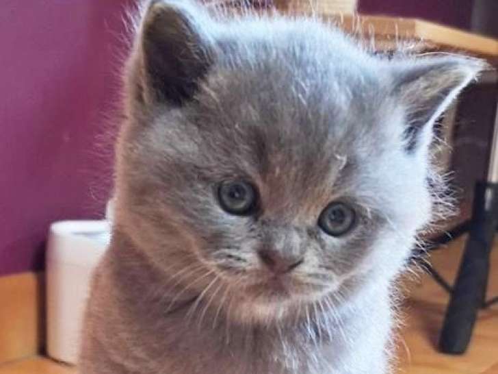 4 chatons British Shorthairs LOOF à réserver