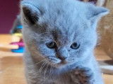 4 chatons British Shorthairs LOOF à réserver