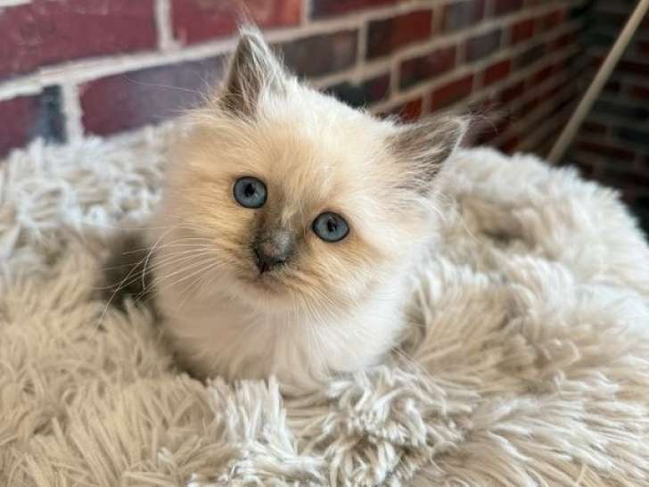 2 chatons Sacrés de Birmanie non-LOOF à réserver