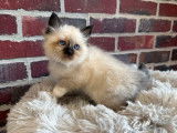 2 chatons Sacrés de Birmanie non-LOOF à réserver