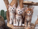3 chatons Maine Coons LOOF à réserver, 1 mâle et 2 femelles red blotched tabby de juillet 2025