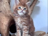 3 chatons Maine Coons LOOF à réserver, 1 mâle et 2 femelles red blotched tabby de juillet 2025