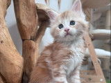 3 chatons Maine Coons LOOF à réserver, 1 mâle et 2 femelles red blotched tabby de juillet 2025