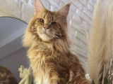 3 chatons Maine Coons LOOF à réserver, 1 mâle et 2 femelles red blotched tabby de juillet 2025