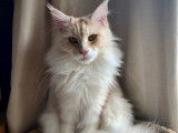 3 chatons Maine Coons LOOF à réserver, 1 mâle et 2 femelles red blotched tabby de juillet 2025