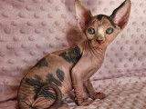 2 chatons Sphynx LOOF à réserver, femelles d'août 2025