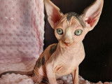 2 chatons Sphynx LOOF à réserver, femelles d'août 2025