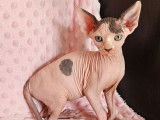 2 chatons Sphynx LOOF à réserver, femelles d'août 2025