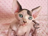 2 chatons Sphynx LOOF à réserver, femelles d'août 2025