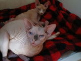 2 chatons Sphynx LOOF à réserver, femelles d'août 2025