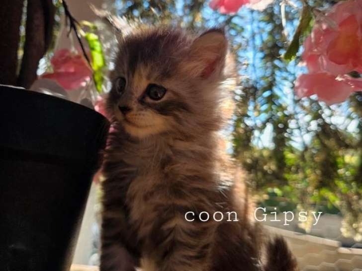 À réserver, 1 chaton Maine Coon LOOF, femelle de septembre 2025, gros gabarit