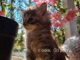 À réserver, 1 chaton Maine Coon LOOF, femelle de septembre 2025, gros gabarit